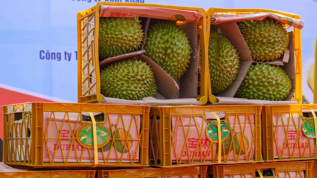 Đóng thùng sầu riêng xuất khẩu