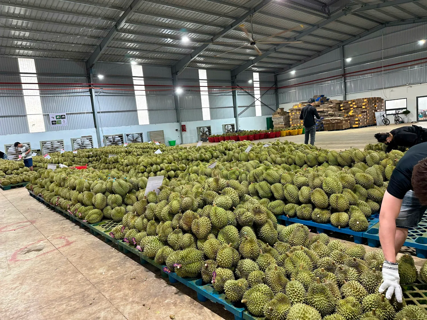 Phơi quả sầu riêng sau nhúng thuốc
