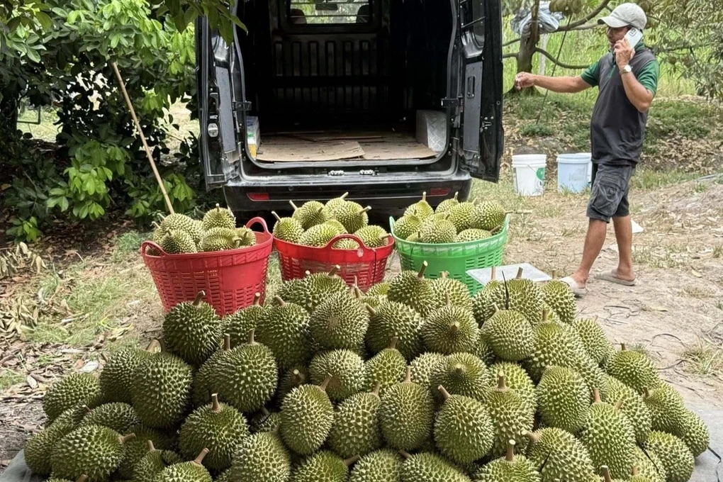 Thu hoạch sầu riêng tại vườn